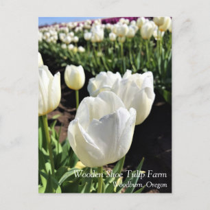 Witte Tulpen in een veld, Woodburn, Oregon Briefkaart