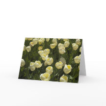 Witte tulpen in het Boston Gardens Wenskaart