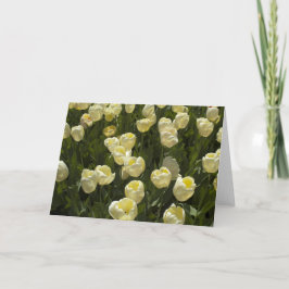 Witte tulpen in het Boston Gardens Wenskaart Kaart