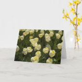 Witte tulpen in het Boston Gardens Wenskaart Kaart (Gele Bloem)