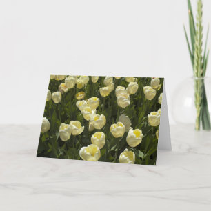 Witte tulpen in het Boston Gardens Wenskaart Kaart