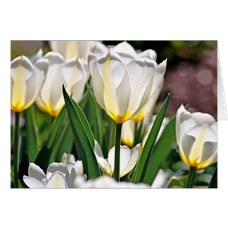 Witte tulpen met gele veren veren