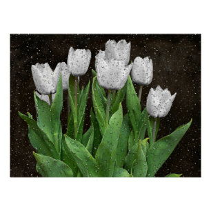 Witte Tulpen met regendruppels op glas Perfect Poster