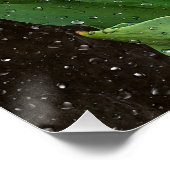 Witte Tulpen met regendruppels op glas Perfect Poster (Hoek)