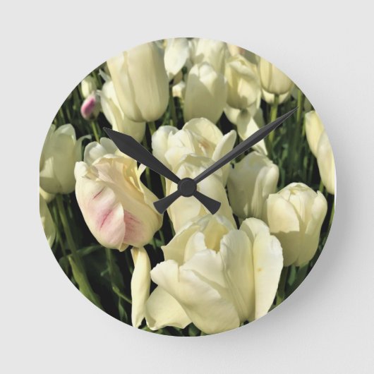 Witte Tulpen, Oregon Ronde Klok (Voorkant)