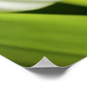 Witte tulpen poster (Hoek)