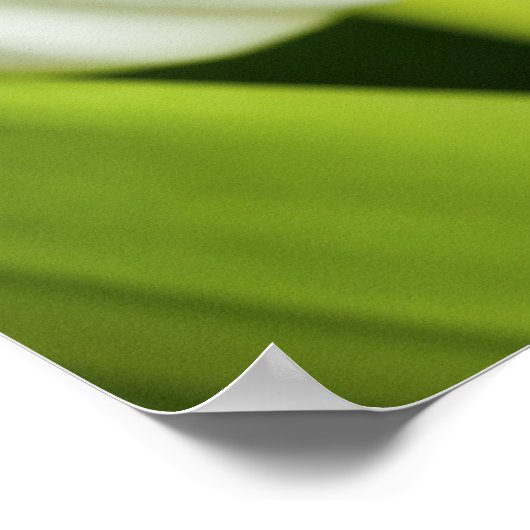 Witte tulpen poster (Hoek)