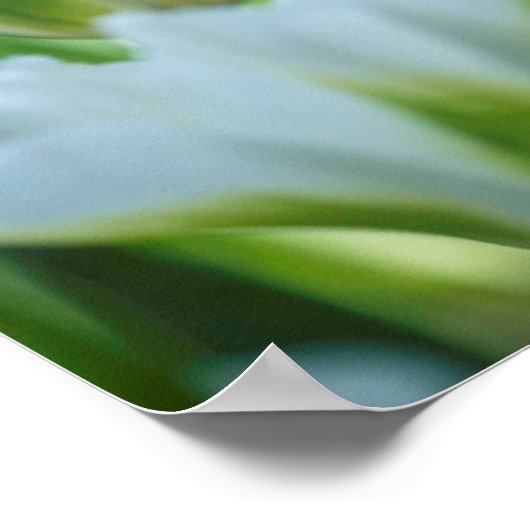 Witte tulpen poster (Hoek)