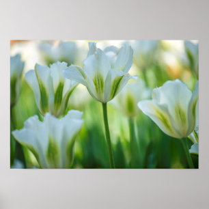 Witte tulpen poster