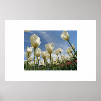 Witte tulpen poster
