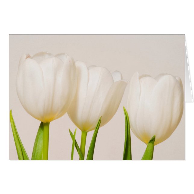 Witte tulpen tegen een witte achtergrond, (Voorkant Horizontaal)