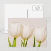 witte tulpen tegen een witte achtergrond, briefkaart (Voorkant / Achterkant)