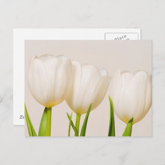 witte tulpen tegen een witte achtergrond, briefkaart (Voorkant / Achterkant)