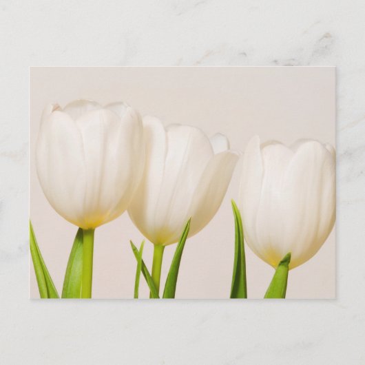 witte tulpen tegen een witte achtergrond, briefkaart (Voorkant)