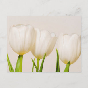 witte tulpen tegen een witte achtergrond, briefkaart