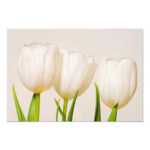 Witte tulpen tegen een witte achtergrond, foto afdruk