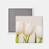Witte tulpen tegen een witte achtergrond, magneet (Voorkant / Achterkant)
