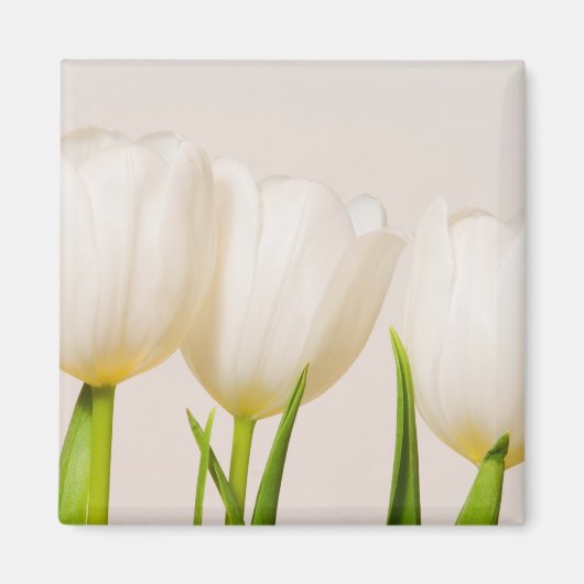 Witte tulpen tegen een witte achtergrond, magneet (Voorkant)