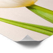 Witte tulpen tegen een witte achtergrond, poster (Hoek)