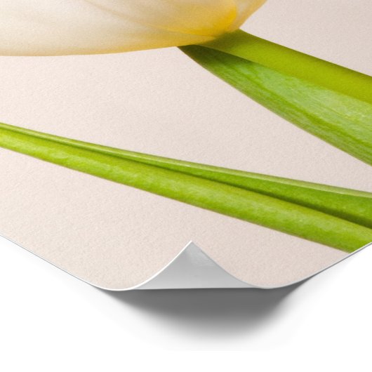 Witte tulpen tegen een witte achtergrond, poster (Hoek)
