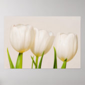 Witte tulpen tegen een witte achtergrond, poster (Voorkant)