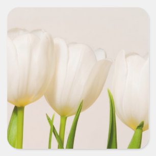 Witte tulpen tegen een witte achtergrond, vierkante sticker