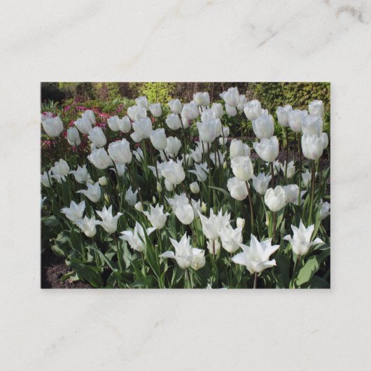 Witte tulpen visitekaartje (Voorkant)