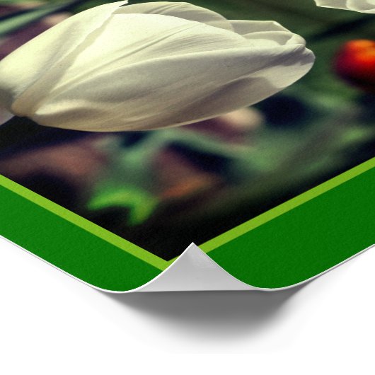 Witte tulpenbloem in zonlicht Abstract Poster (Hoek)