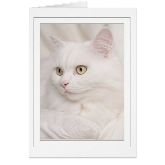 Witte turkse angora kater briefkaarten 0