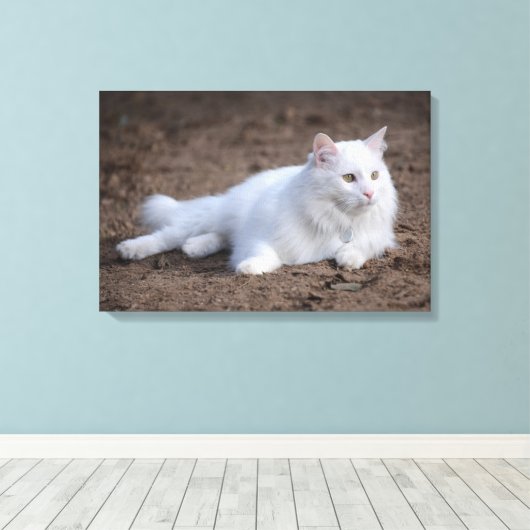 Witte turkse angorakat op bruine achtergrond canvas afdruk (Insitu (Houten vloer))