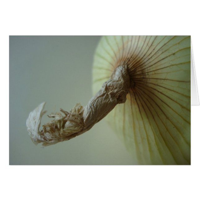 Witte uien (Voorkant Horizontaal)