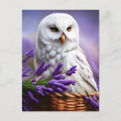 Witte Uil in Lavendel, Postcrossing Briefkaart (Voorkant)