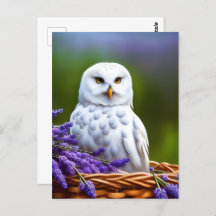Witte Uil in Lavendel, Postcrossing