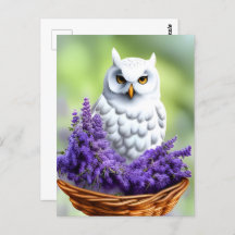 Witte Uil in Lavendel, Postcrossing