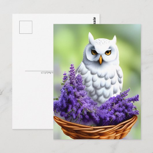 Witte Uil in Lavendel, Postcrossing Briefkaart (Voorkant / Achterkant)