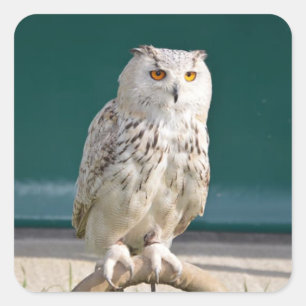 Witte Uil Perched Sticker/Seal Vierkante Sticker