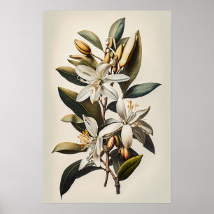 Witte Vanille Bloemen Art Print Poster