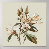 Witte Vanille Bloemen Art Print Poster (Voorkant)
