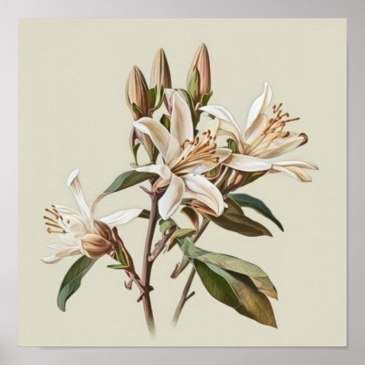 Witte Vanille Bloemen Art Print Poster (Voorkant)