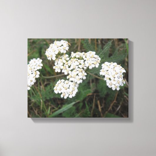 Witte veldbloemen Canvasprint Canvas Afdruk (Voorkant)