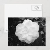 Witte ventilator. (zwart en wit) briefkaart (Voorkant / Achterkant)