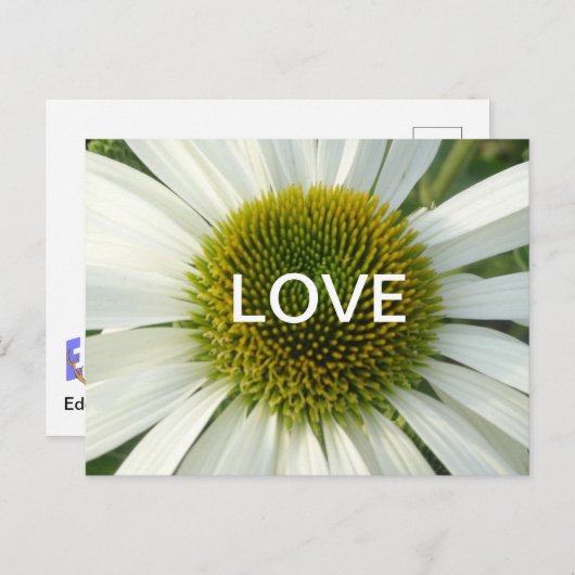 Witte ventilatorkoet. Briefkaart (Voorkant / Achterkant)