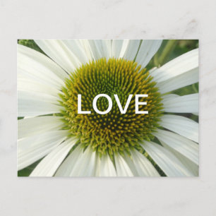 Witte ventilatorkoet. Briefkaart