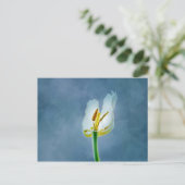 Witte verwelkende tulp bloem briefkaart (Staand voorkant)