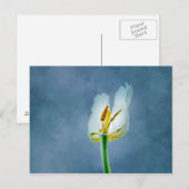 Witte verwelkende tulp bloem briefkaart (Voorkant / Achterkant)