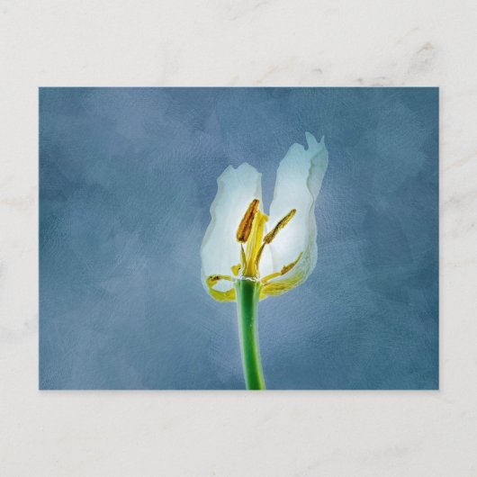 Witte verwelkende tulp bloem briefkaart (Voorkant)