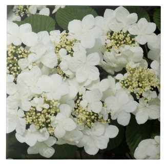 Witte Viburnum Tegeltje