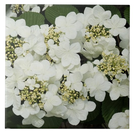 Witte Viburnum Tegeltje (Voorkant)