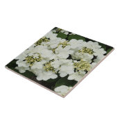 Witte Viburnum Tegeltje (Zijkant)