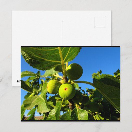 Witte Vijgen Blauwe Lucht Briefkaart (Voorkant / Achterkant)